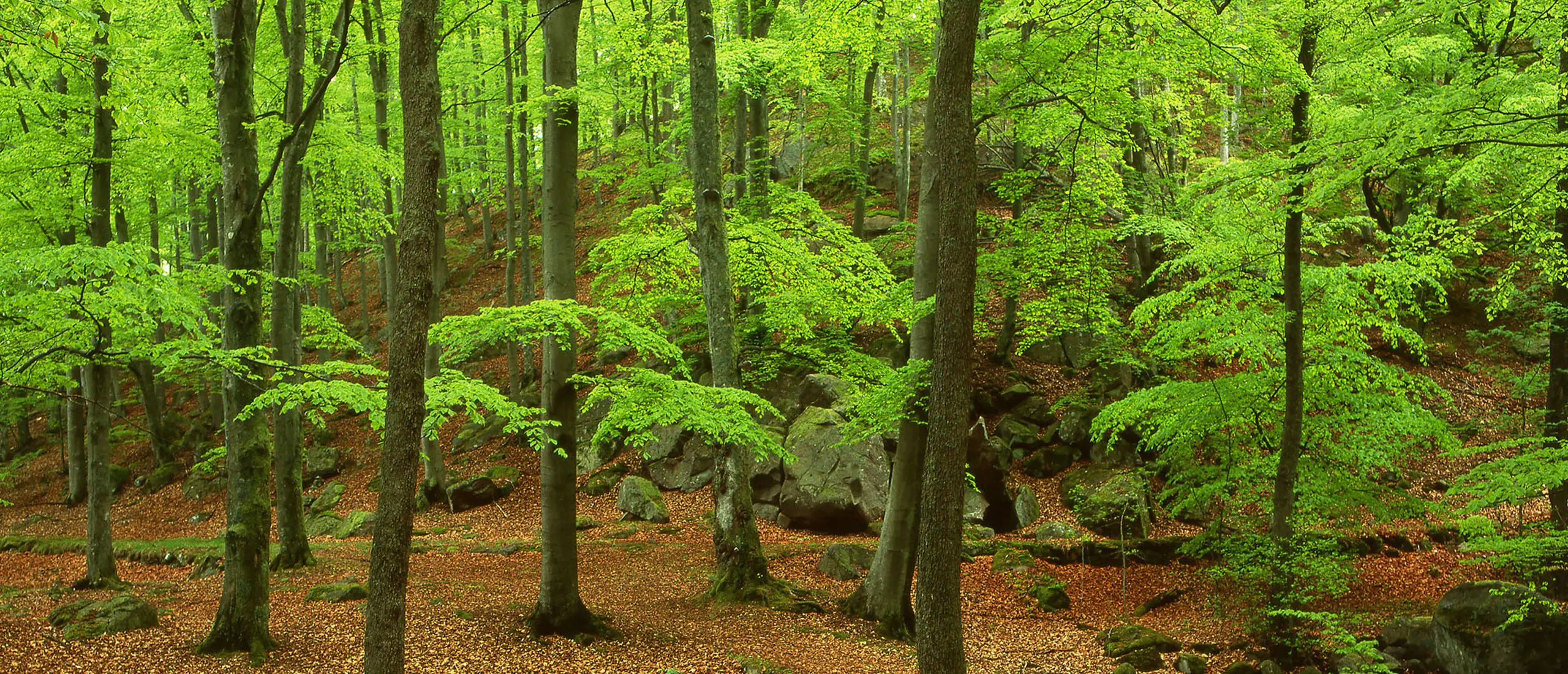 Bokskog på Hallandsås